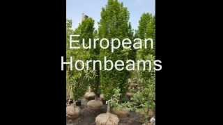Top XXX Trees for Your Landscape Grown Near Phila Pa     (Craigslist Add)