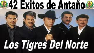 para adoloridos los tigres del norte.lobo solitario Castorena Macías..