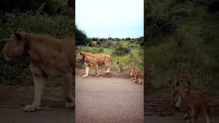 This Tiny Lion Cub Silenced The Entire Safari 🦁🌧️