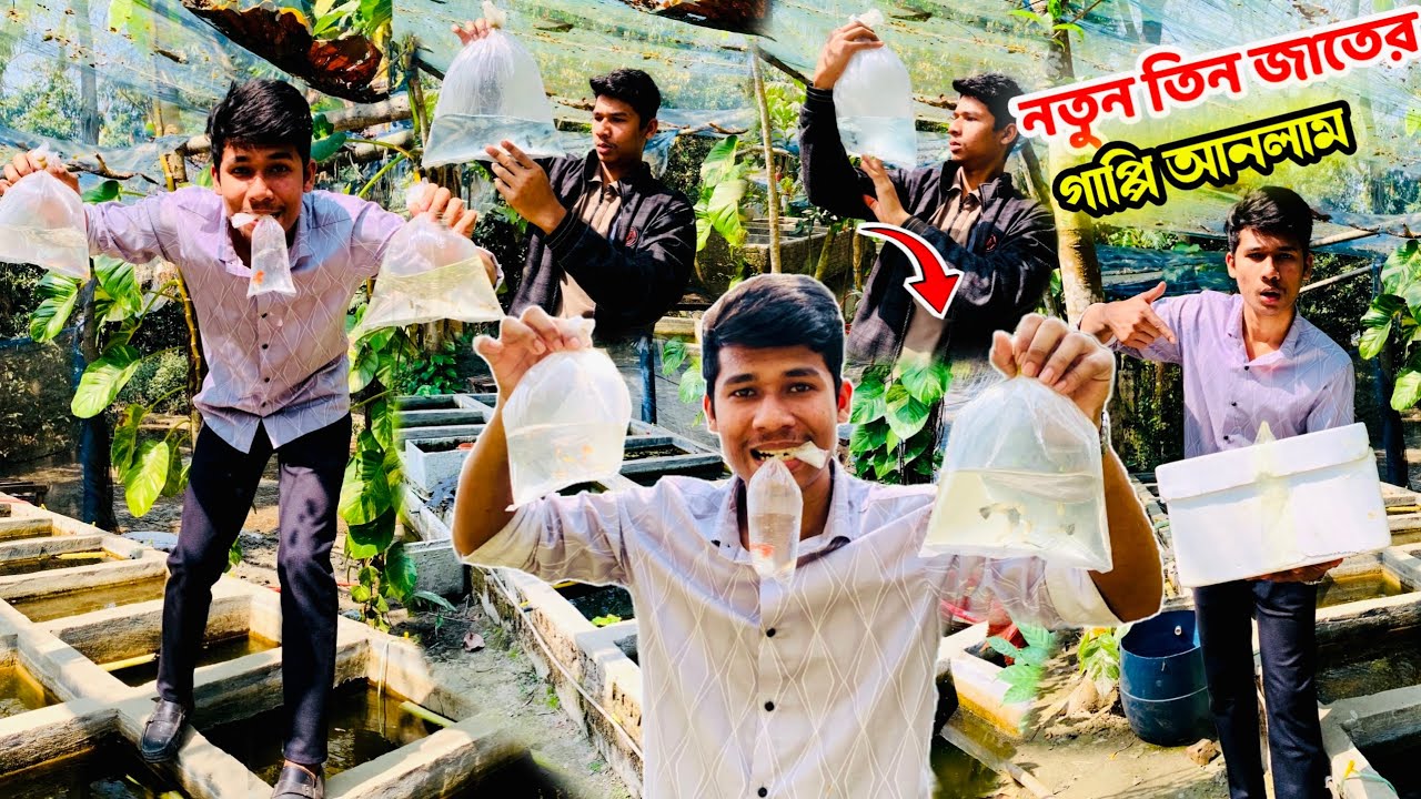 আমার ফার্মে নতুন তিন জাতের গাপ্পি আনলাম ||  #গাপ্পি #snaquarist #snshowrav #guppy