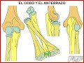 Anatomia codo antebrazo