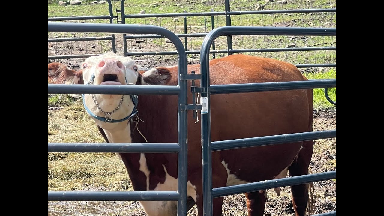 ADDING TO THE CATTLE 8/26/2023 - YouTube