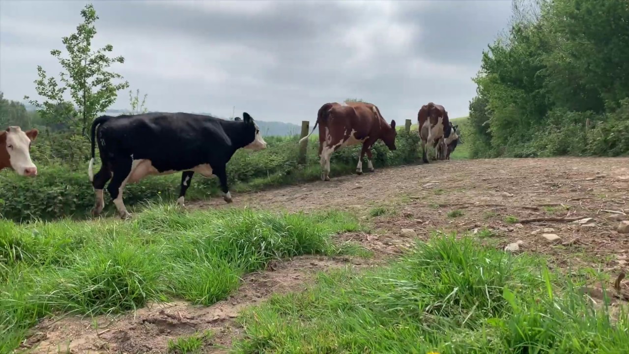 From the Dairy to your Door, We now deliver!