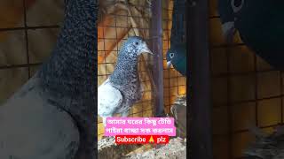 #kabutarkashokh #128 #টপ_কোয়ালিটি #tending #sorts #vairal #viralshort #comment