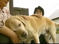 【涙腺崩壊】引退した盲導犬が11年ぶりに元飼い主に再会。 信じられないことが起こった。甘える姿に涙が溢れる・・・【感動】