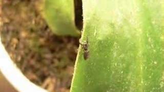 Jumping Spider 1-20-08 part 1