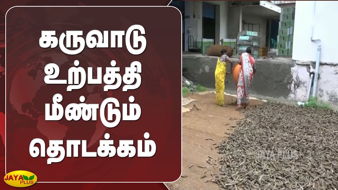 கருவாடு உற்பத்தி மீண்டும் தொடக்கம் Dry Fish Business Started