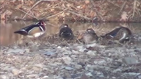 Great Backyard Bird Count 2017 - Ohio State Wetlands