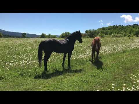 ცხენების ჩხუბი.რაჭა ,შაორი. horse fight .Georgia racha-shaori.