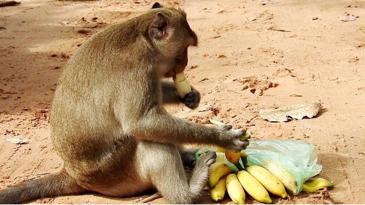 Monkey food