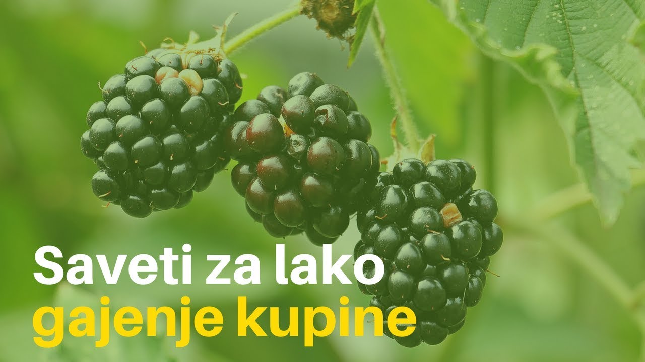 Saveti za Lako Gajenje Kupine | AGROmedia Savet