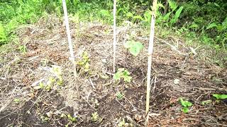 ニホンミツバチかわいい[養蜂][ビービーツリー][ヤブツバキ]蜜源植樹①　湧水池づくり沢蟹[SDGs]陸の豊かさも守ろう