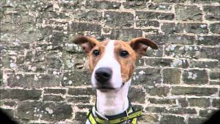 Dogs Trust Bridgend - Tiger
