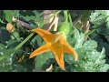 How to Hand Pollinate Your Pumpkin Flowers - How to Grow Pumpkins - Summer 2017