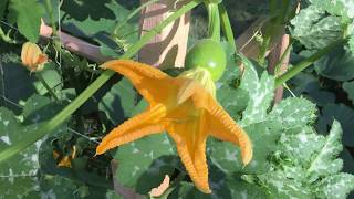 How to Hand Pollinate Your Pumpkin Flowers - How to Grow Pumpkins - Summer 2017