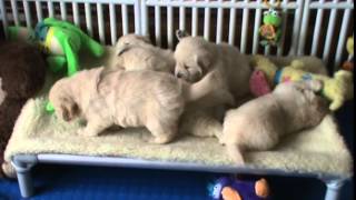 Chubby x Jersey puppies 5 weeks old playing on their new bed by HeritageGoldens 3,180 views 9 years ago 17 seconds