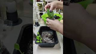 картинка: ПРИМУЛИНЫ🏵️🌸🌼Отделяю  деток от листа. ☘️Пересадки. #комнатныерастения #примулины #растения #посадка