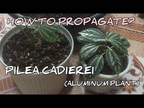 Video: Pilea Houseplants: Mga Tip Para sa Pag-aalaga Ng Pilea Aluminum Plant