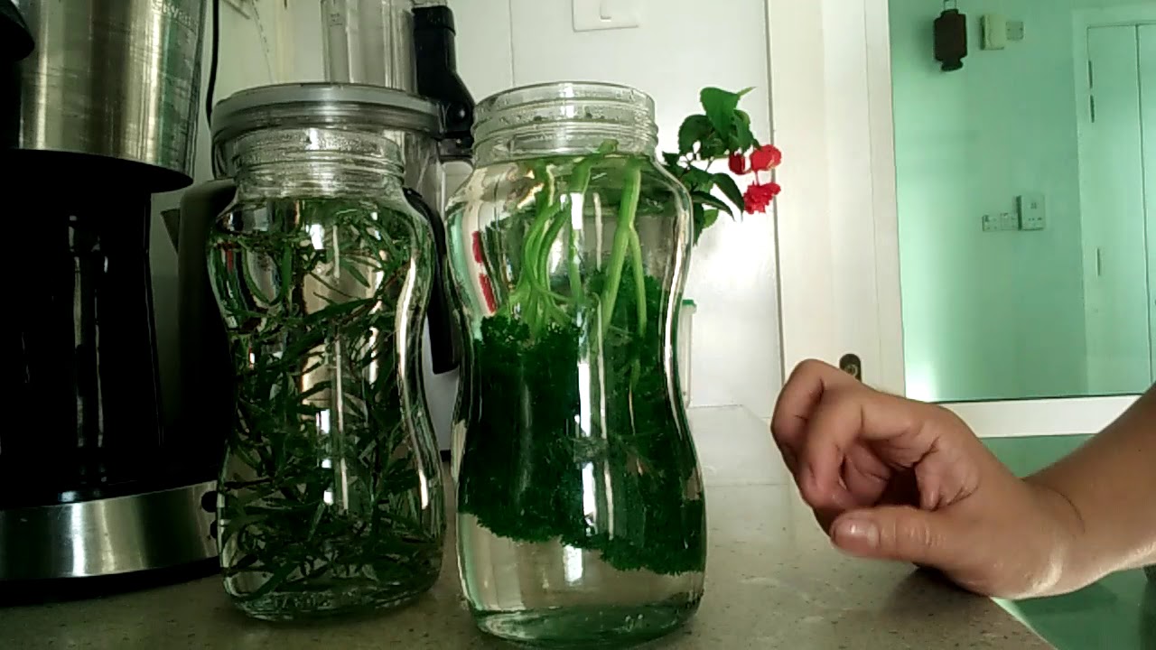 Fresh Parsley ,Cilantro, Rosemary for Hair wash promote Hair Growth