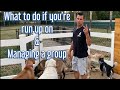 What to do if an off leash dog runs up to you on a walk & I stop a near fight with the group.