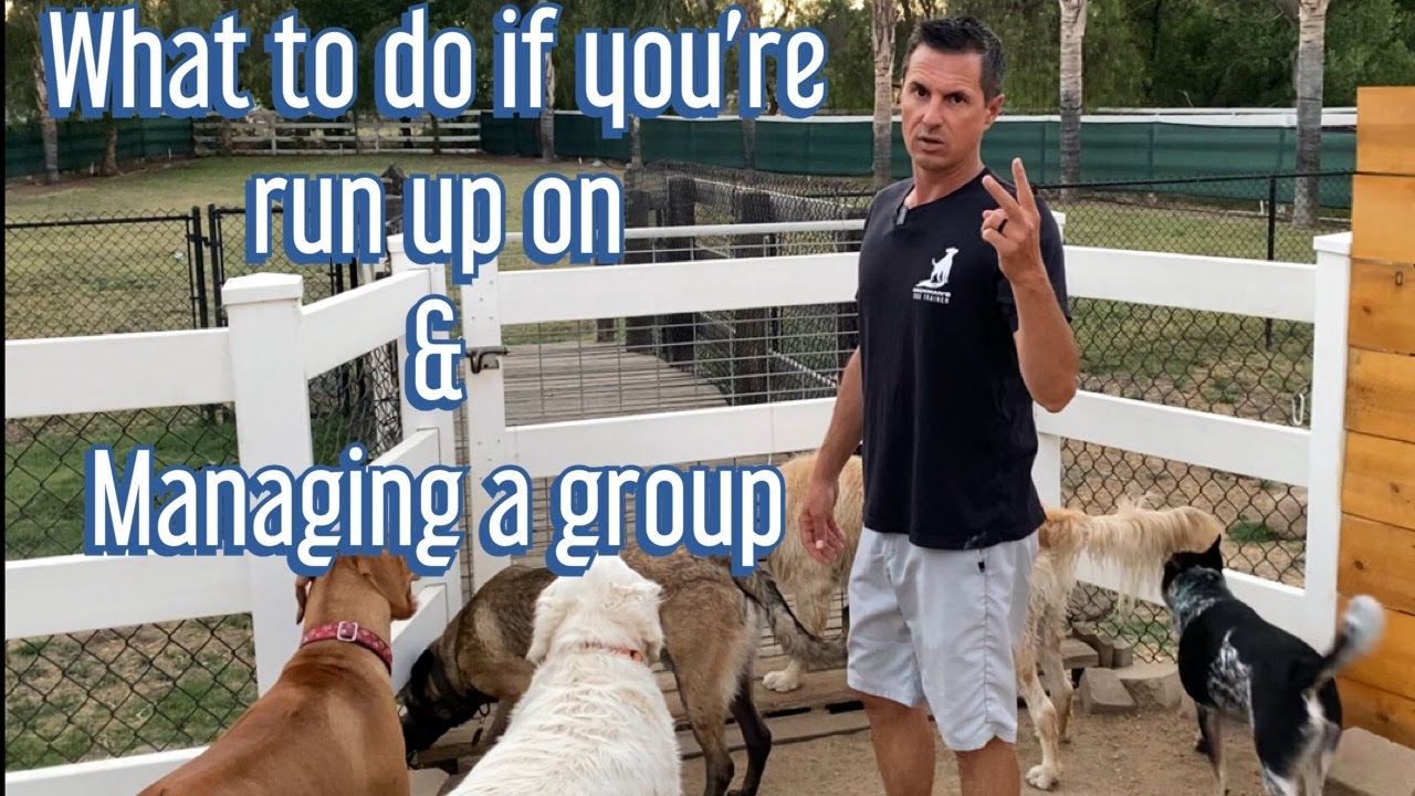 What To Do If Dog Gets Off Leash
