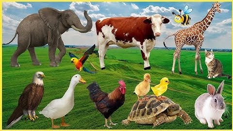Farm Animal Sounds - Cow, Sheep, Cat, Dog, Chicken - Animal videos