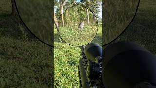 Cazando Gallina De Guinea 💥 — Impacto Directo En El Blanco (Link En Bio) #Shorts #FieldHunting