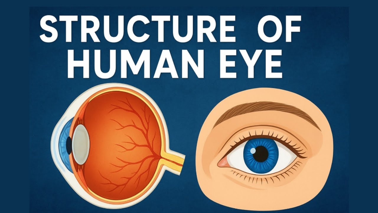 Human eye || Structure of human eye Class 8 || Structure and working of human eye || 