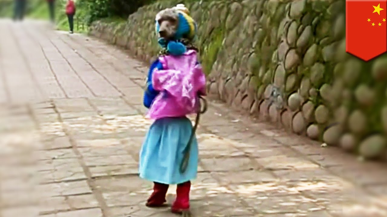 Dog In China Walking On Hind Legs Dog In China Walking On Hind Legs