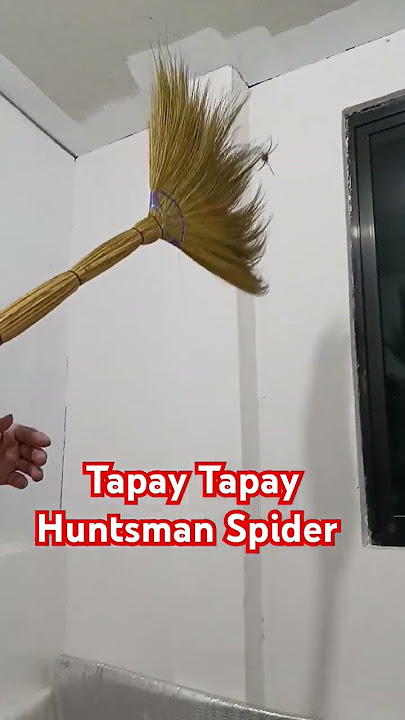 Huntsman Spider or Tapay Tapay