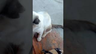 Кот Персик,...... Кот Персик,......