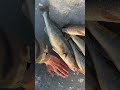 Шикарный улов на вибы🔥 #рыбалка #судак #ловля #рыба