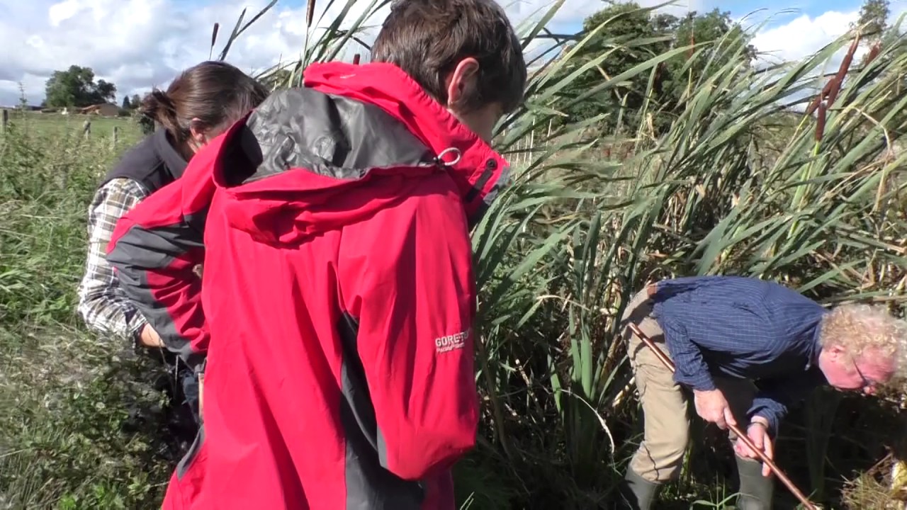 video phone beyonce mp3 Water Vole Training