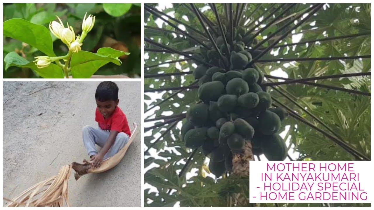 MOTHER HOME IN KANYAKUMARI HOLIDAY SPECIAL HOME GARDENING YouTube