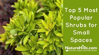 Top 5 Most Popular Shrubs for Small Spaces | NatureHills.com Top 5 Most Popular Shrubs for Small Spaces | NatureHills.com