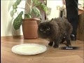 Отшельница Агафья Лыкова раздает котят
