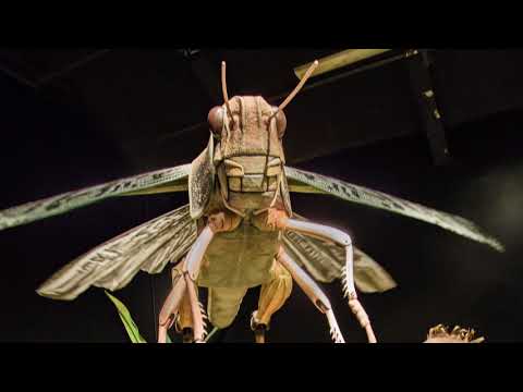 Video: Micromachina dan kumbang mati, seniman taksidermis menentang eksperimen serangga
