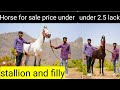 Stallion and filly for sale in udaipur exploringrajasthan horseforsale indiandiscovery92