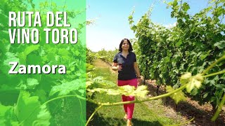 Ruta del vino de TORO, Zamora / Turismo bodegas gastronomía. Mejores sitios y lugares para visitar