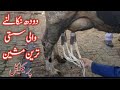 Small Milking Machine Practical چھوٹی دودھ نکالنے والی مشین