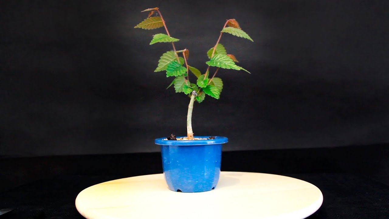 Zelkova Serrata estilo escoba desde cero (hokidachi): Primer defoliado