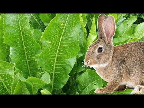 Можно ли давать кроликам листья хрена Кролиководство в домашних условиях