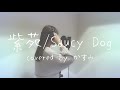 紫苑 / Saucy Dog -「君を愛したひとりの僕へ」主題歌【covered by かすみ】