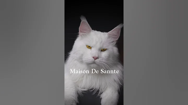 Watch the video about Mr.Morgan, my golden-eyed “white lion” #mainecoon #kitten #cat #kittens #cats #catvideos #catlovers