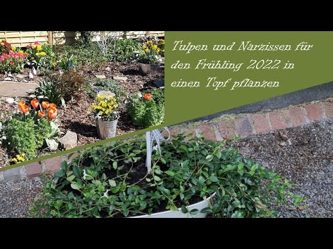 Video: Wachsende Narzissen