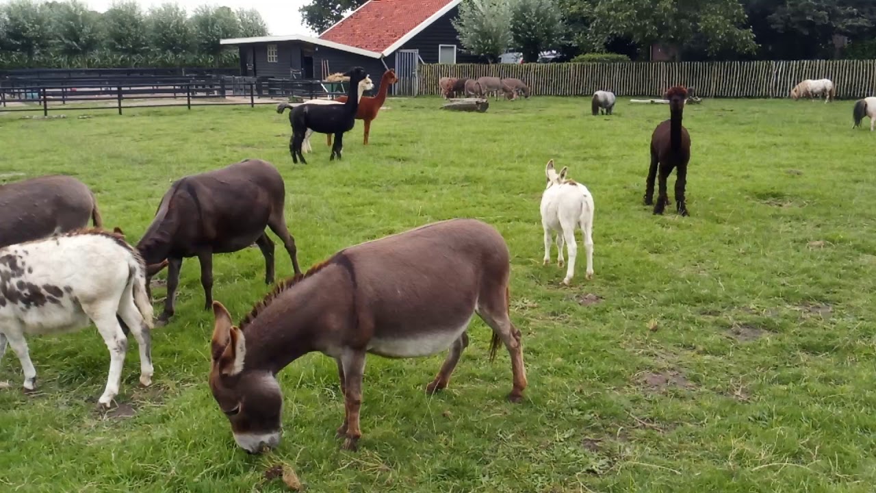 Mini donkeys, mini pony's en alpaca's
