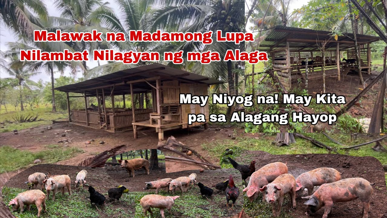 Paano Nag alaga ng Maraming Hayop Freerange sa Dating Malawak na Damohan sa ilalim ng mga Niyogan
