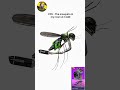 Motor Sound❌ Mosquito Sound✅