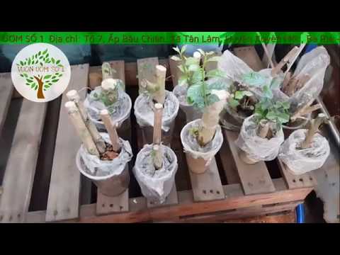 Video Cách trồng cây lộc vừng MỚI BỨNG, chăm sóc cây lộc... - youtube