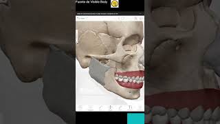 La Glándula Salival Más Grande?